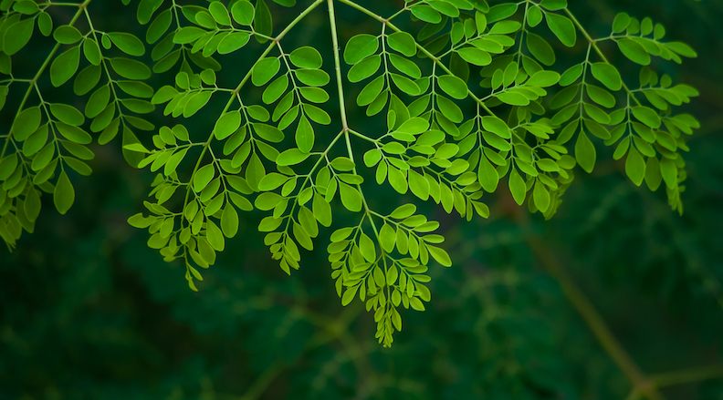 Bright green leaves of moringa, perfect energy supplement in tea, smoothies, and supplements. 