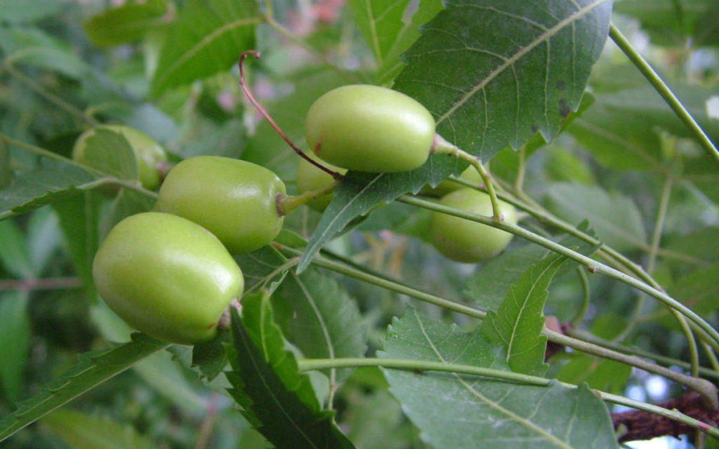 Green drupes, or fruit growing on the neem tree for immune system support. 