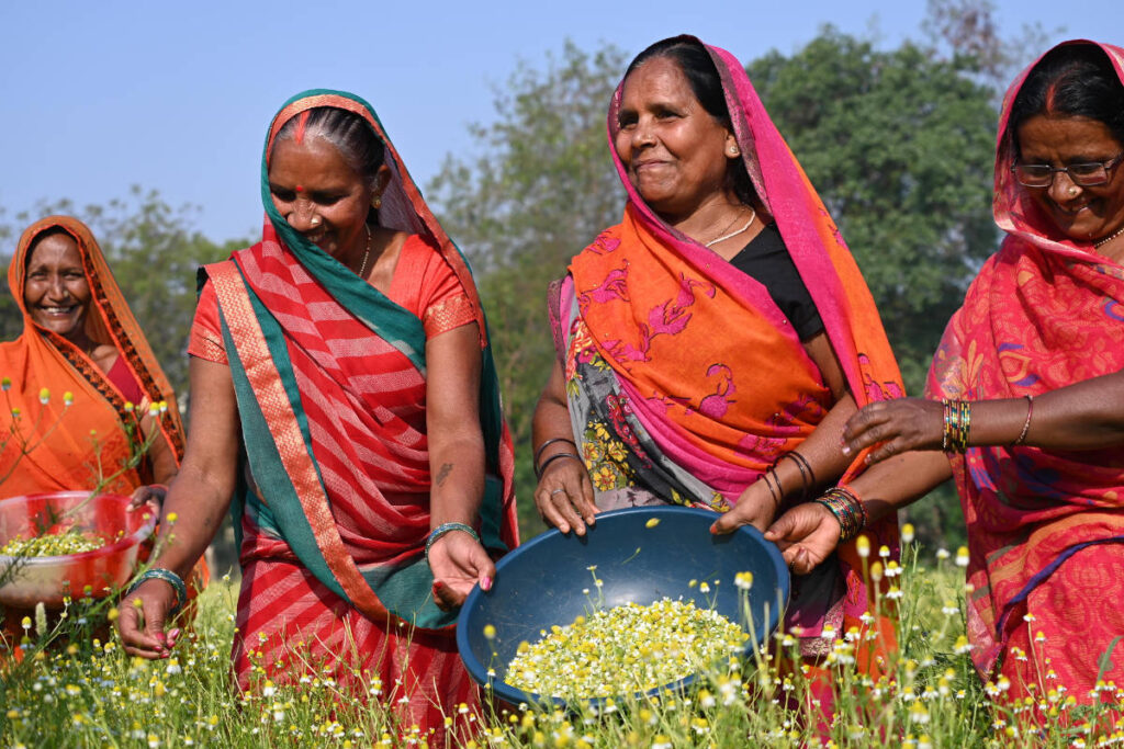 Group of smiling women farmers in saris handpicking organic chamomile from their small regenerative organic farm.