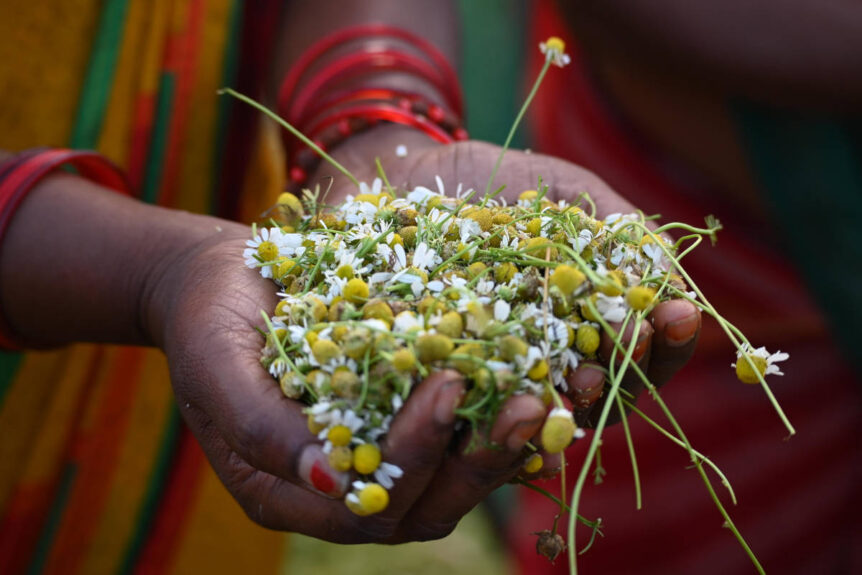 Handful of organic chamomile handpicked by woman with beautiful sari and red bangle bracelets.