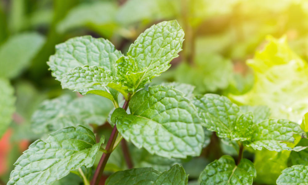 Fresh peppermint growing for protection