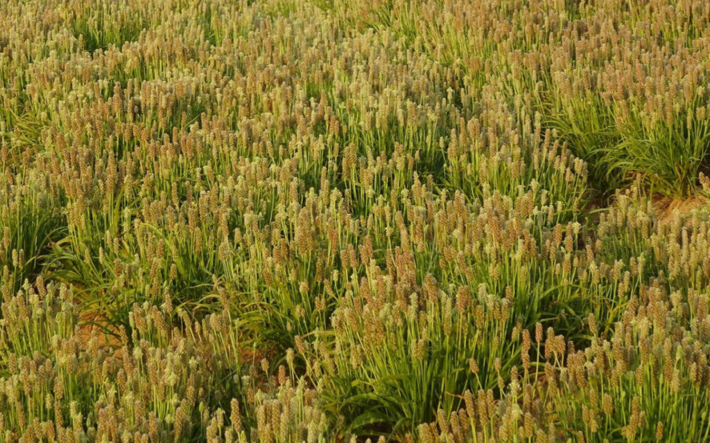 A field of plantago ovata, a tall green and yellow plant of which the seeds are used to make psyllium. 