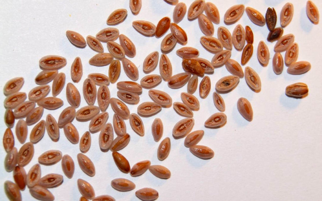 Psyllium fiber comes from seed husks that resemble horse ears. 