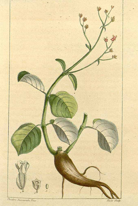 punarvana plant monograph