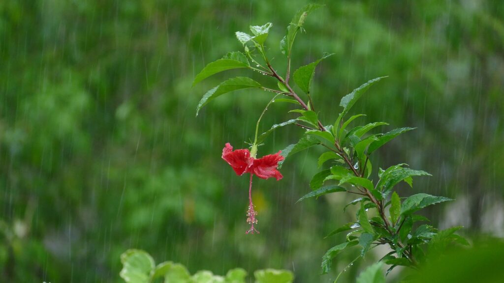 Red hibiscus in the rain