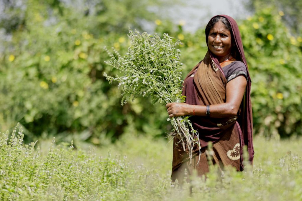 Woman organic Tulsi farmer on lush biodiverse farm holding of big bunch of her handpicked Tulsi