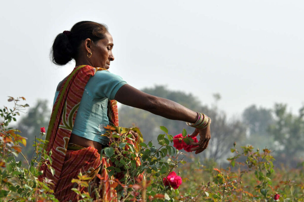 Women farmer in rose garden implementing soil building processes. 