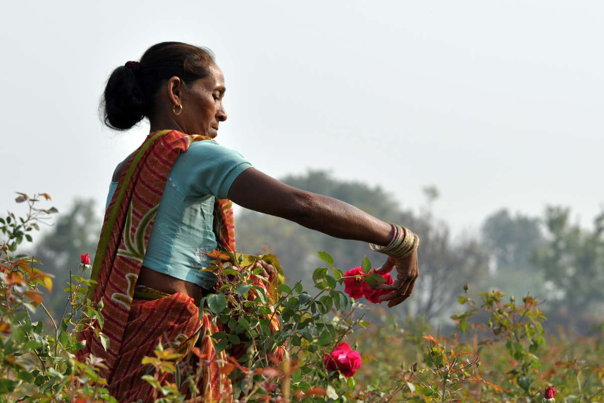 A Guide to Regenerative Gardening at Home Organic India