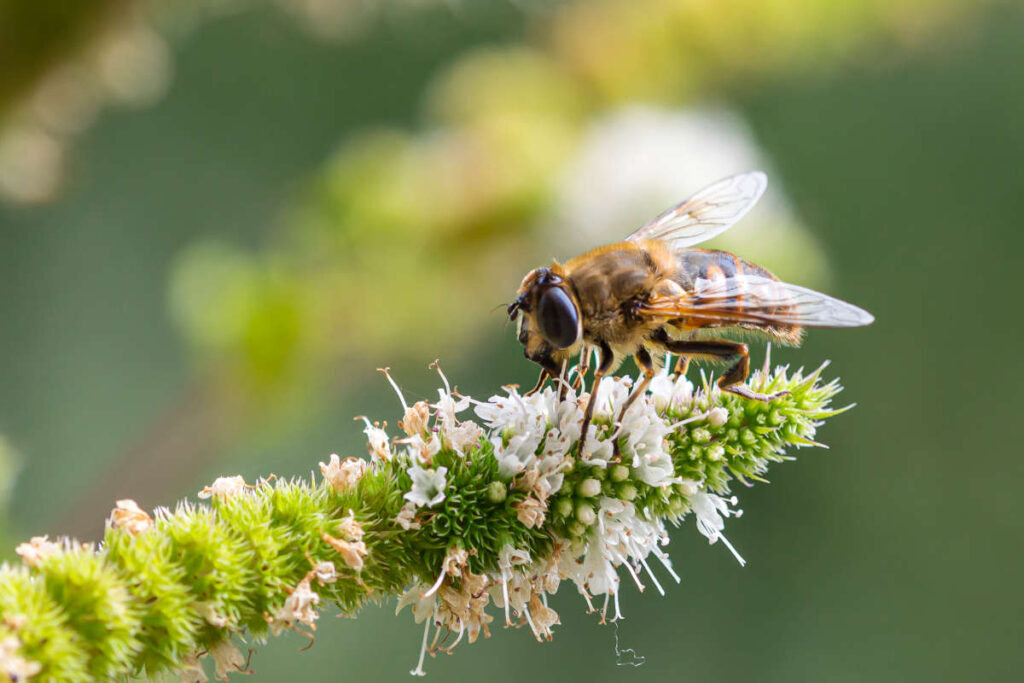 Bumblebee on plant in a regenerative home garden. 
