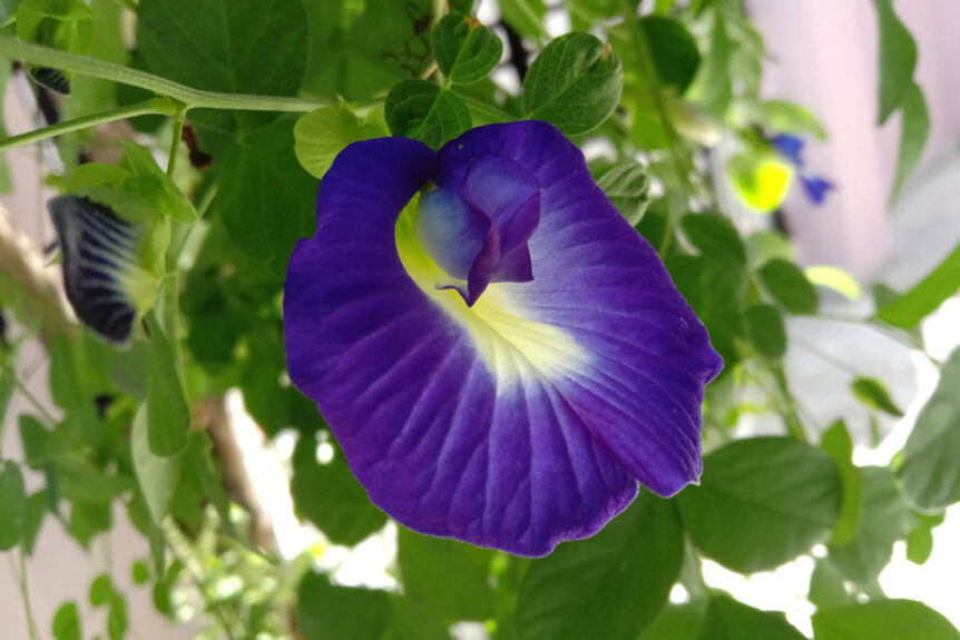 Shankhpushpi benefits flower, also known as morning glory, growing beautifully with purplse petals on greenery.