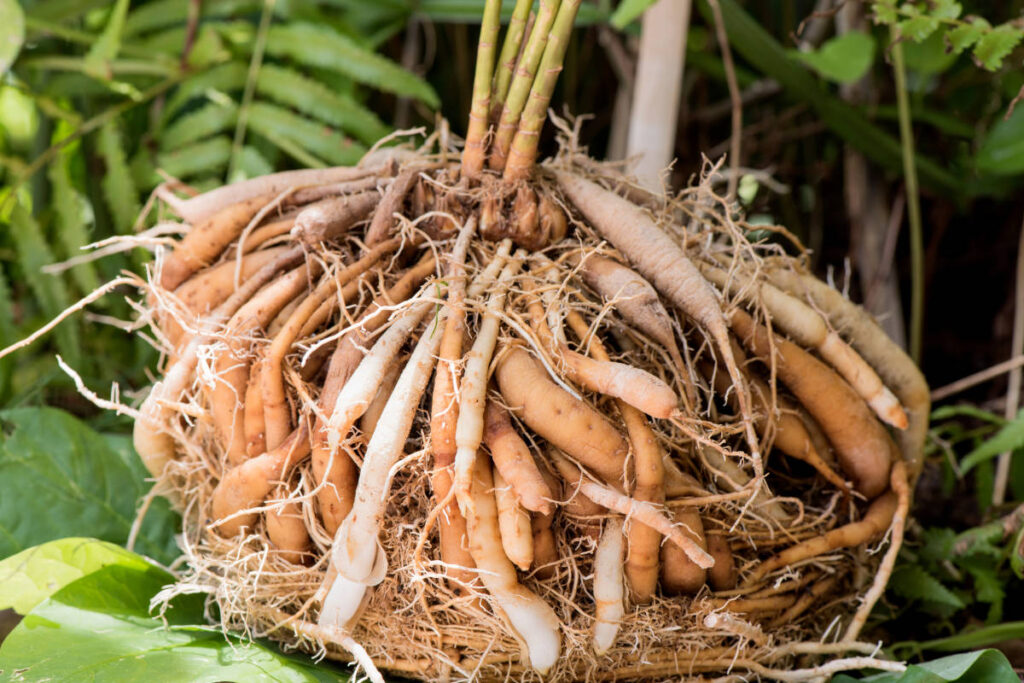Freshly harvested organic Shatavari root for female health