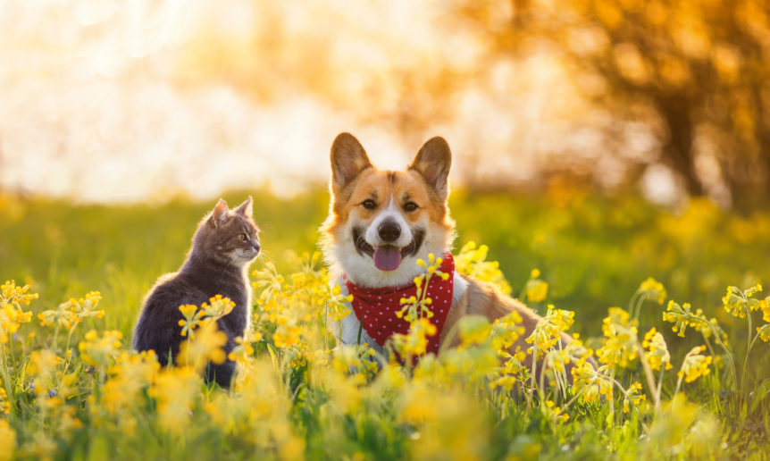 A cat and a corgi sit in a field of herbs for pets.