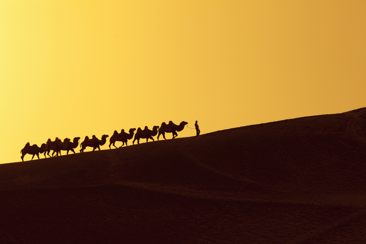 Camels silhouette with orange sky, a common way that ceylon cinnamon was traded.  