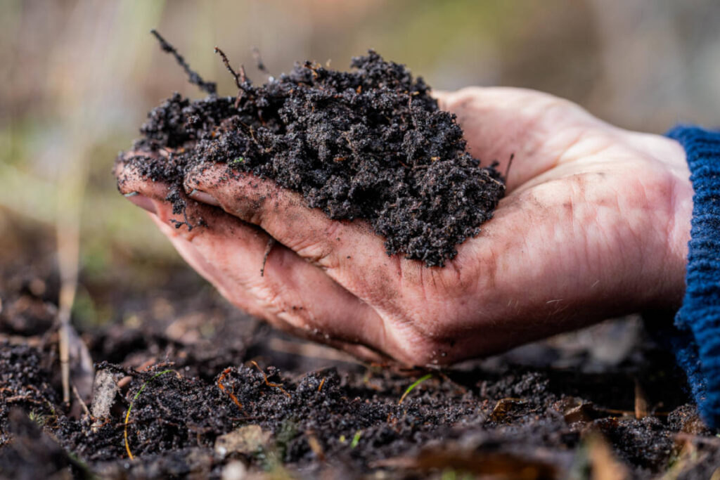 Soil based probiotics in soil held by man's hand.