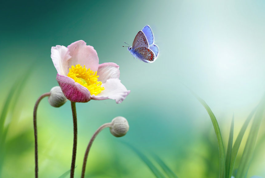 Butterfly and flower to honor spring's kapha season