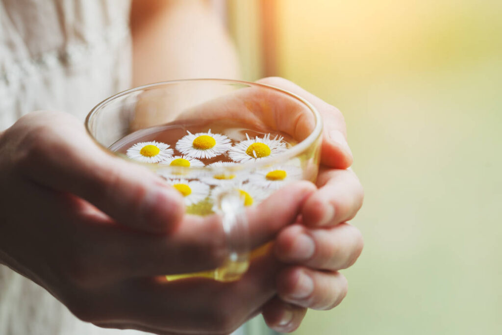 Woman's hands holding a fresh cup of chamomile tea with fresh blossoms floating.