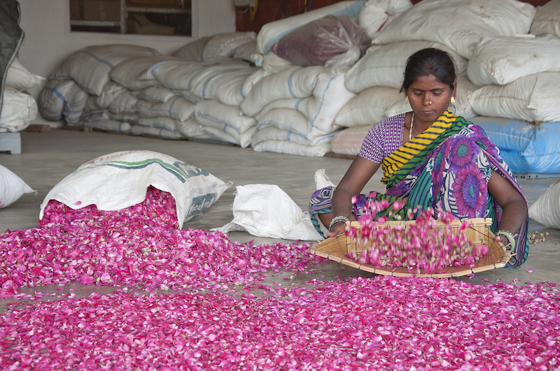 Power of rose, as Indian rose steward farmer partner lovingly sorts the petals. 