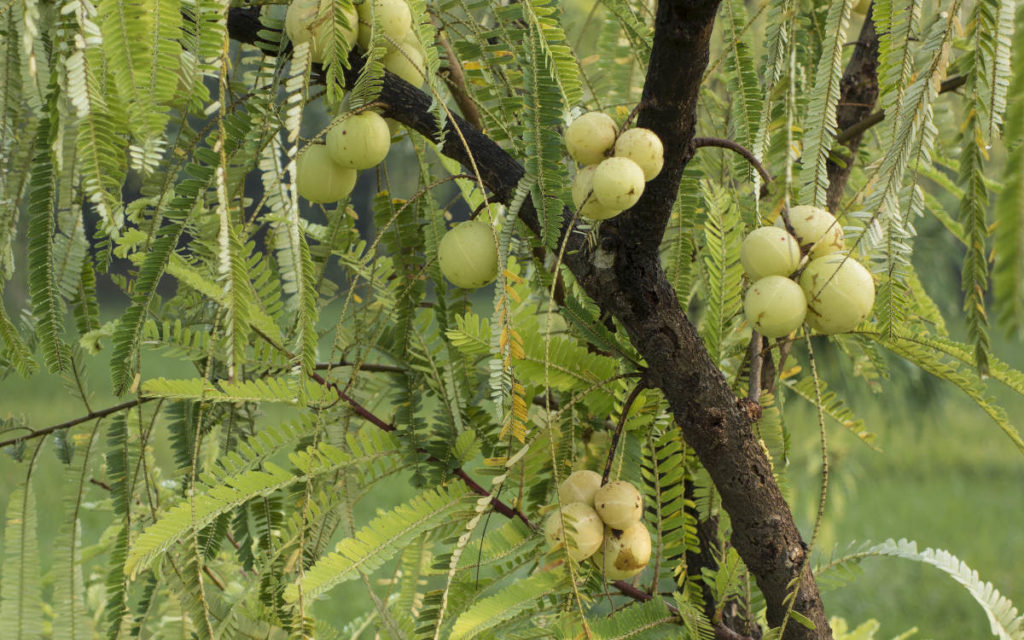 Amla, a key ingredient in the ancient Triphala formula, growing wildly on a lush tree in India.
