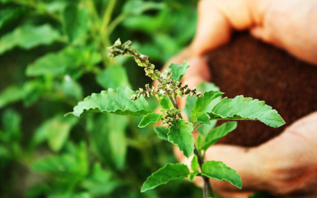 Tulsi plants and hands cupped full of tulsi seeds, a popular adaptogen for energy.