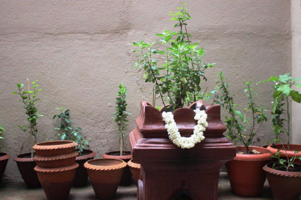 Tulsi an herb for luck potted and adorned with floral garland. 