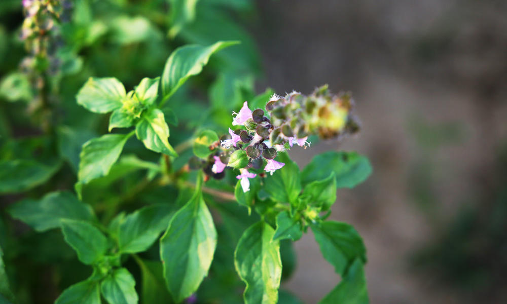 Tulsi for protection growing in garden, green leaves purple flowers