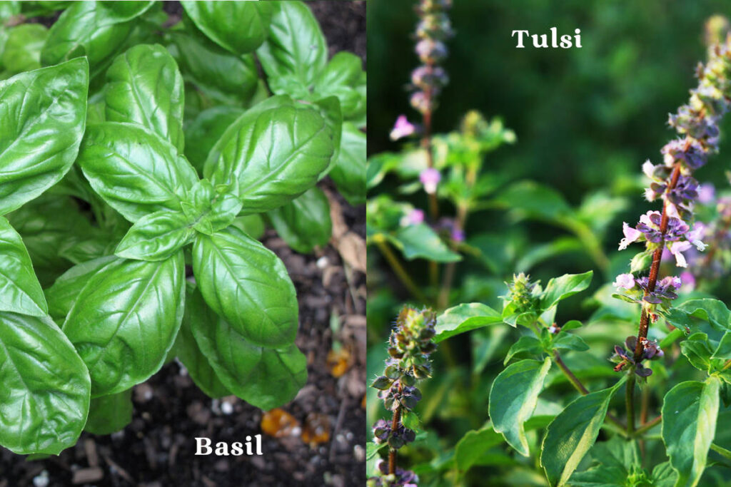 Tulsi vs basil side-by-side photo comparison. 