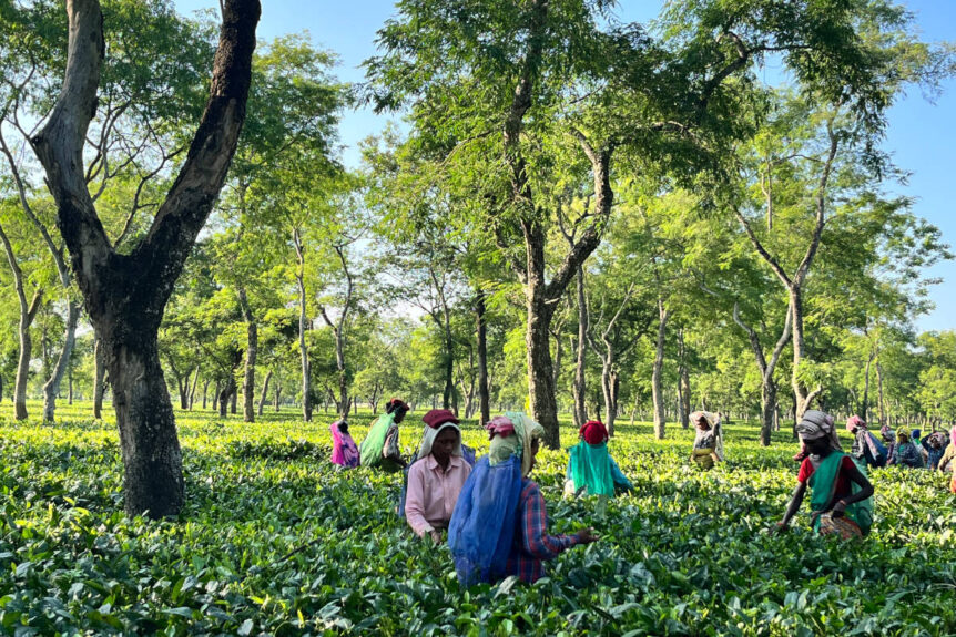 Assam black tea estate with farmers hand harvesting leaves.