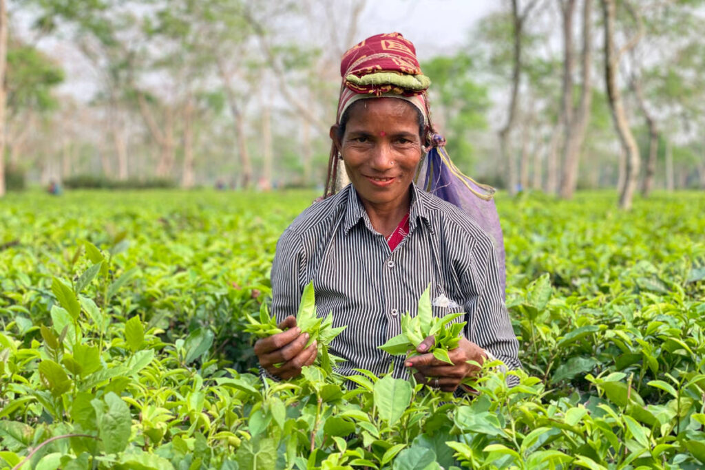 Assam black tea farmer on assam tea farm 