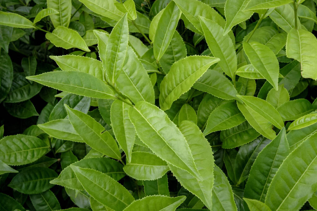Assam tea leaves