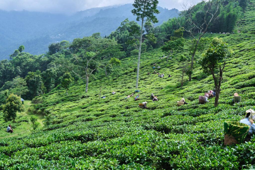 Lush hilly Darjeeling tea garden. where both green and black teas are cultivated