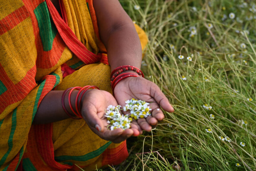 what is regenerative agriculture, chamomile in hands of female farmer partner.