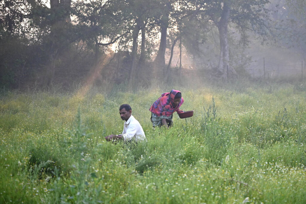 A man and woman farmer partner harvesting in accordance to what is regenerative agriculture in the early morning. 