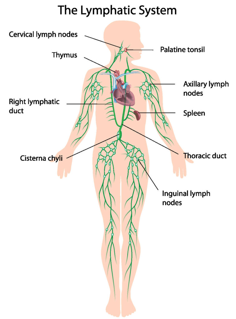 Illustration of the human lymphatic system, with each part labeled.