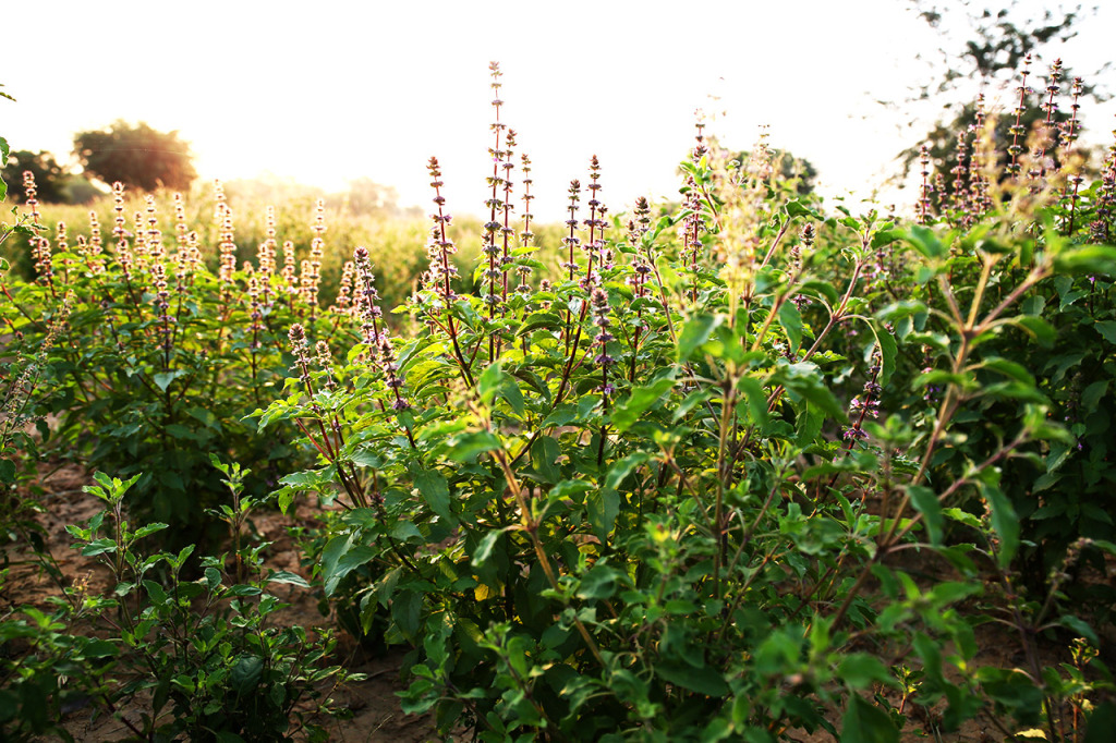 Tulsi plants growing wild with the warm morning sun and purple blossoms sprouting.